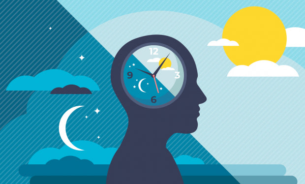 l'horloge biologique représenté par un cycle éveil sommeil